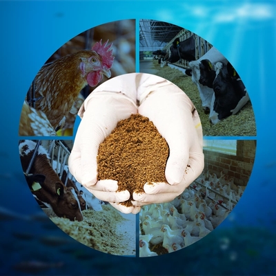 Lựa Chọn Bột Cá Phù Hợp: Sự Khác Biệt Giữa Thức Ăn Thủy Sản và Thức Ăn Gia Súc